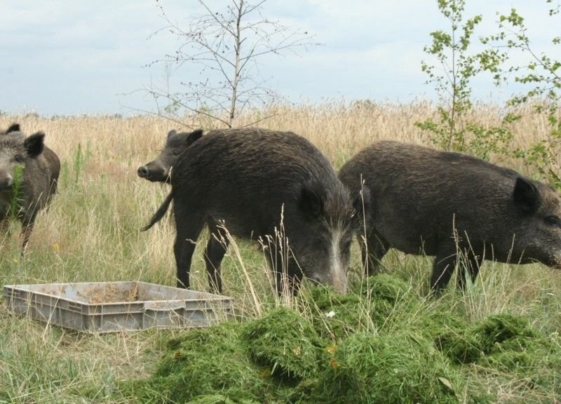 DZIKI I ŚWINODZIKI NAJWIĘKSZA HODOWLA ŚWINIODZIKA W BIAŁKOWIE GÓRNYM g — zdjęcie 3