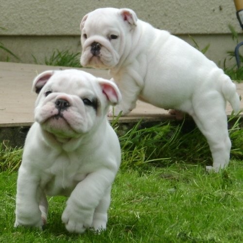 Angielski bulldog szczenięta do przyjęcia. — zdjęcie 2