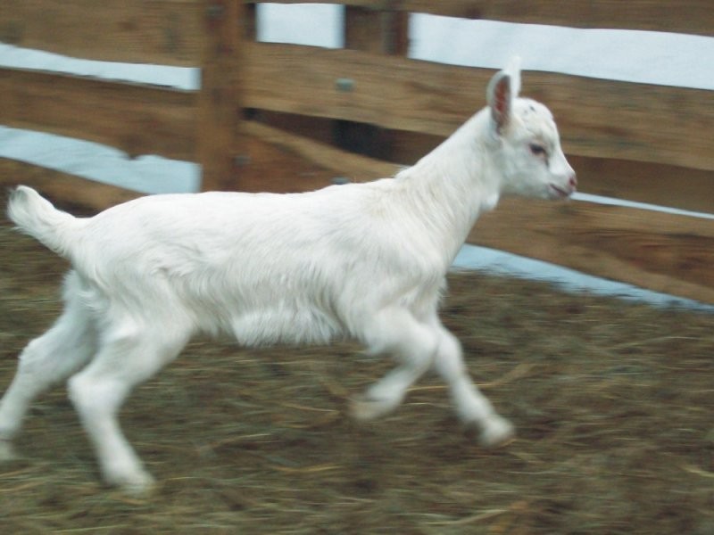 Kozły Alpejskie — zdjęcie 2