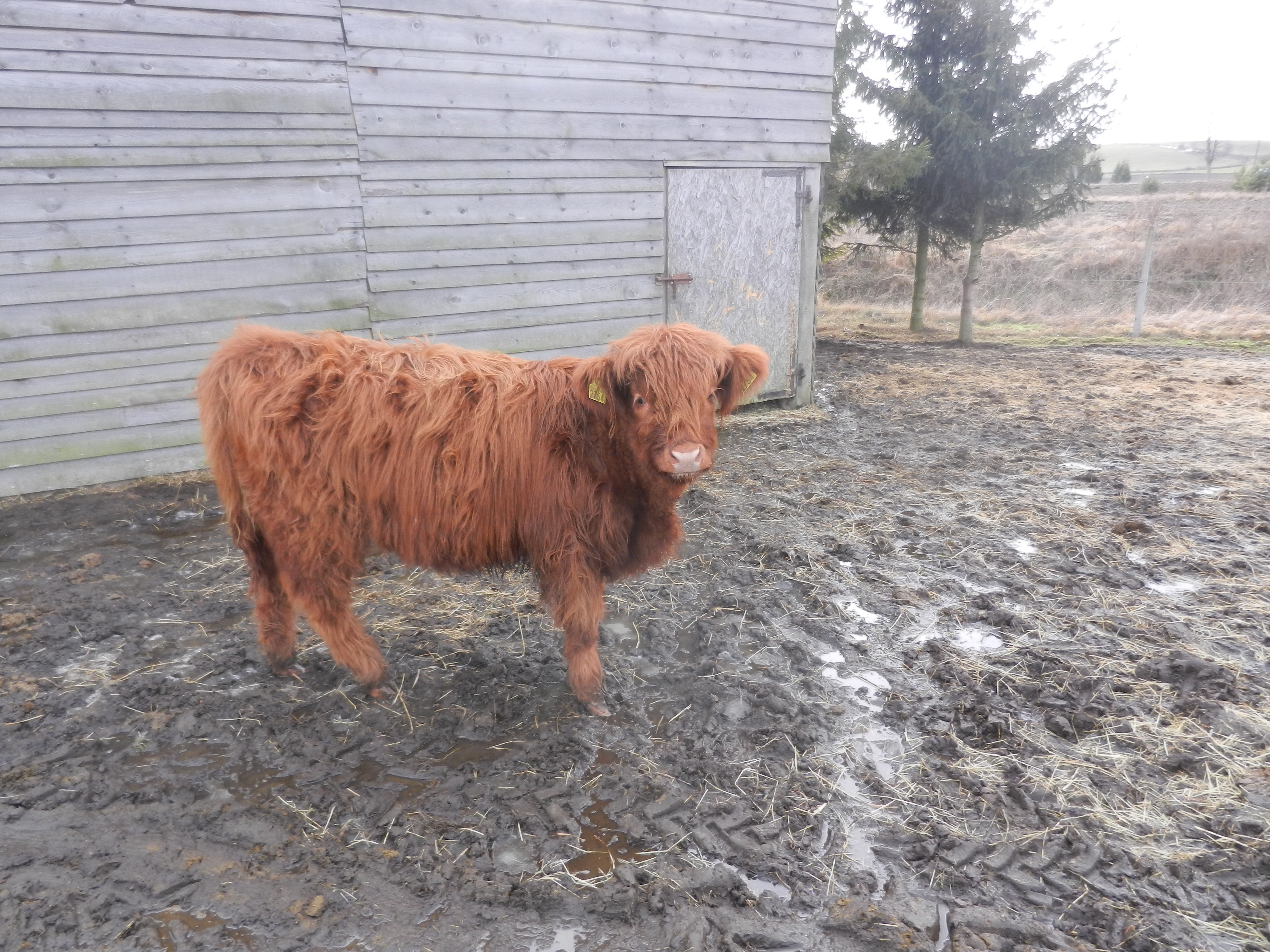 Bydło szkockie - Highland — zdjęcie 2