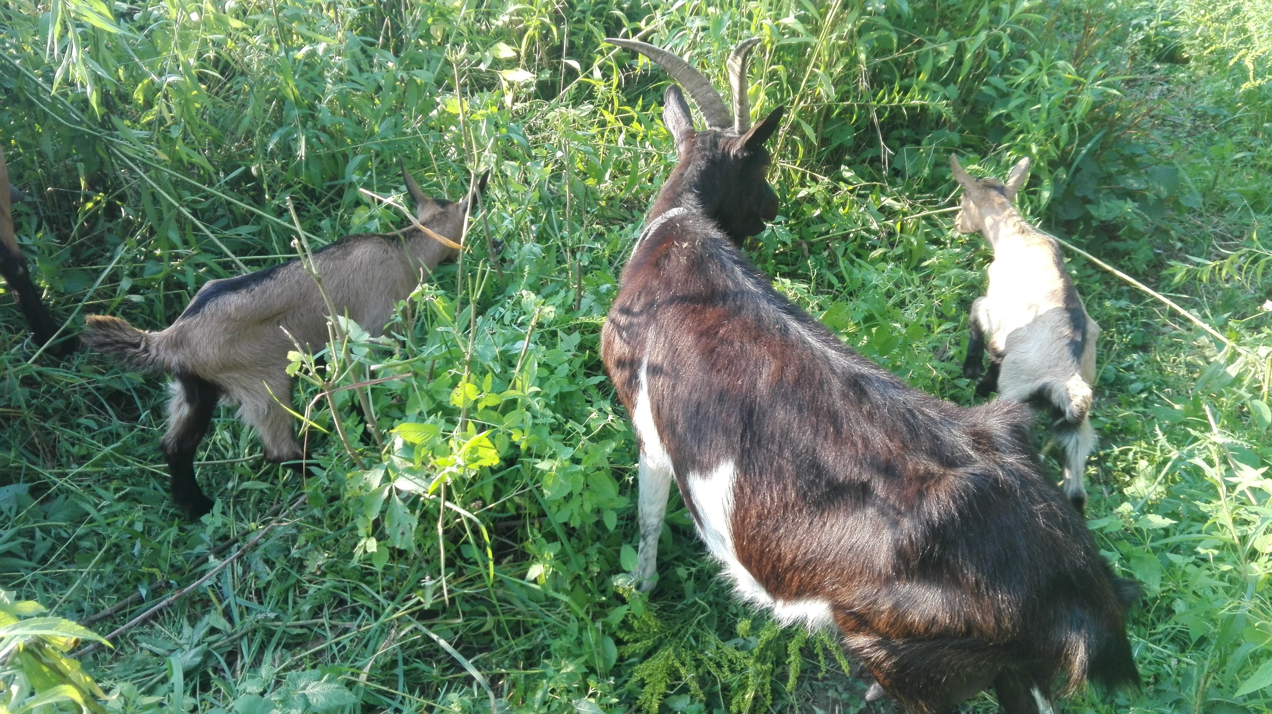 Sprzedam kozę z dwoma małymi kózkami (matka i córki) — zdjęcie 1