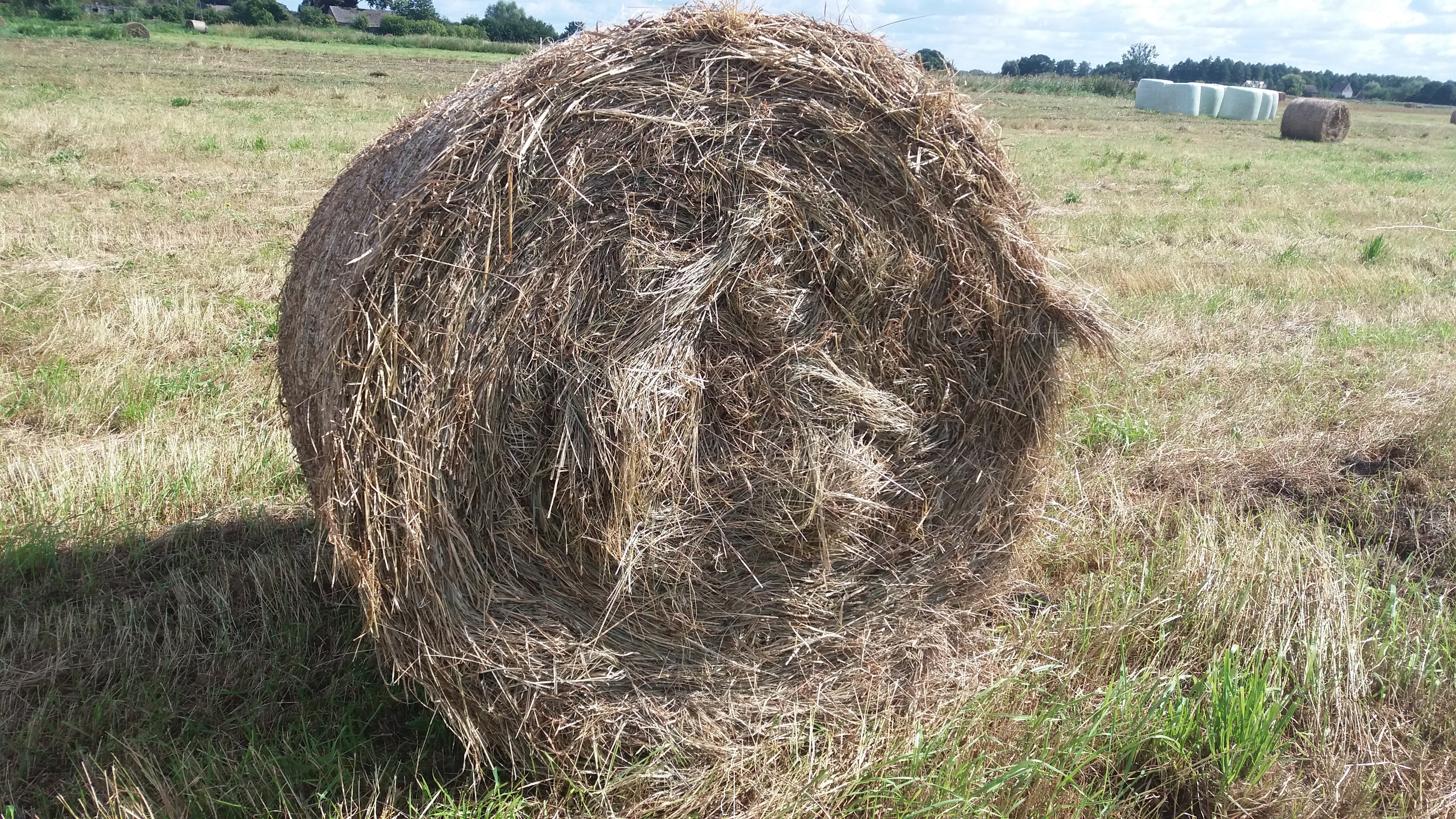 Sprzedam siano — zdjęcie 2