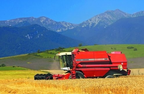 Wheat for sale from North-Hungary