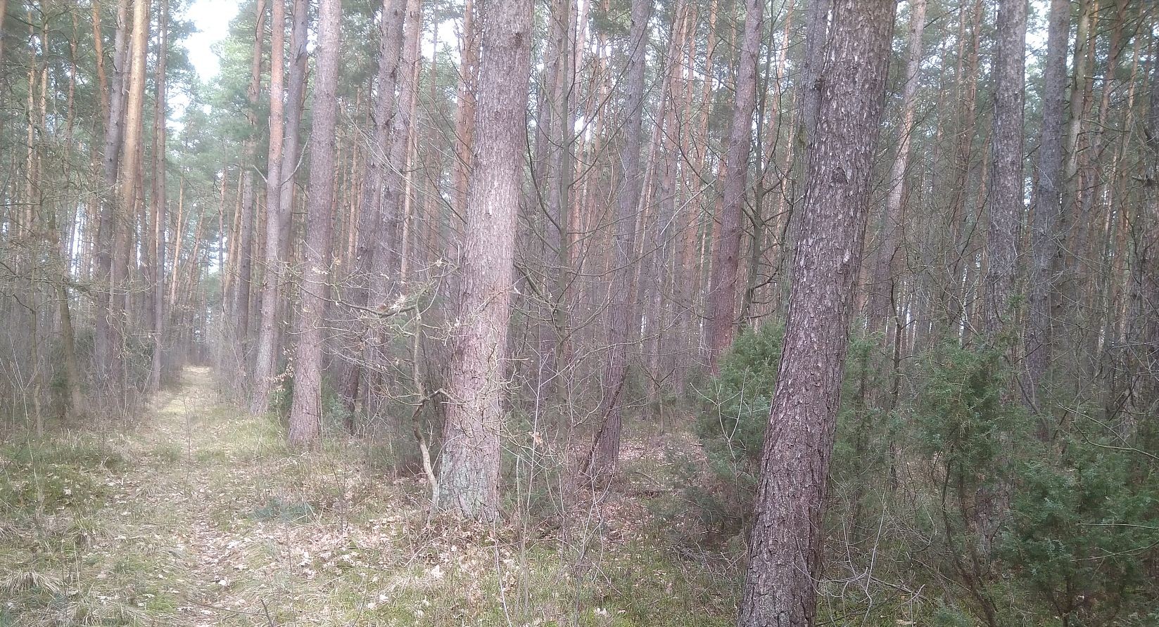 Sprzedam las z gruntem 7,02 ha — zdjęcie 2