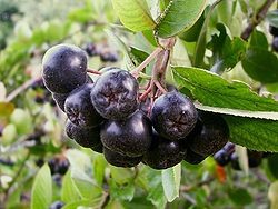 Super Fruit Group - sprzeda owoce aronii