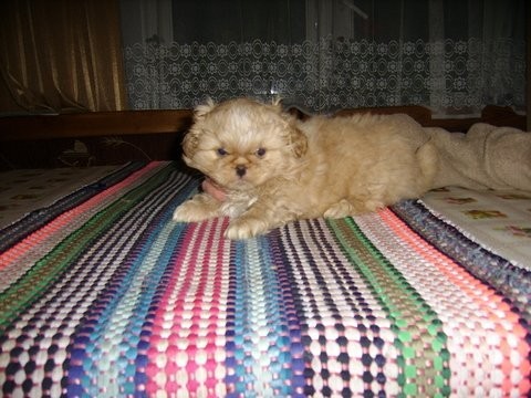 Pekinczyki — zdjęcie 3