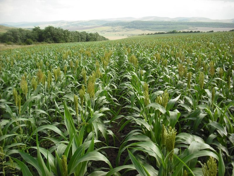Verkaufe Sorg/Sorghum