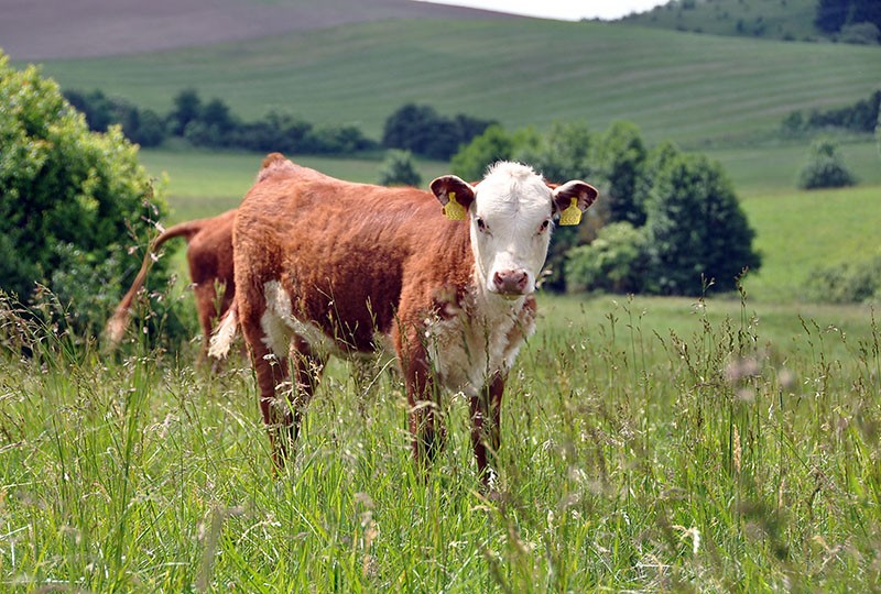 Zobacz i wybierz sam.Mięsne Byczki,jałówki 250-350kg-Łotwa,Estonia — zdjęcie 1