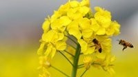Rzepak-kwalifikowany materiał siewny