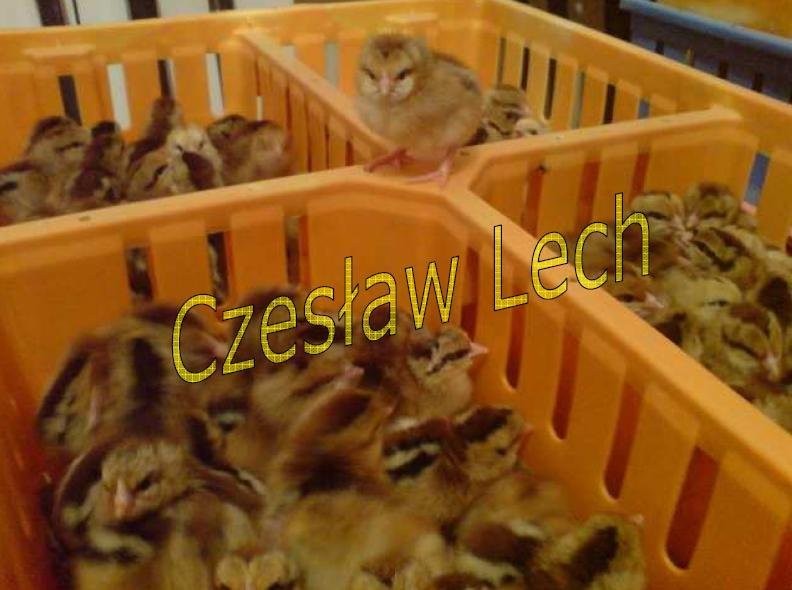Kurczęta odchowane — zdjęcie 4