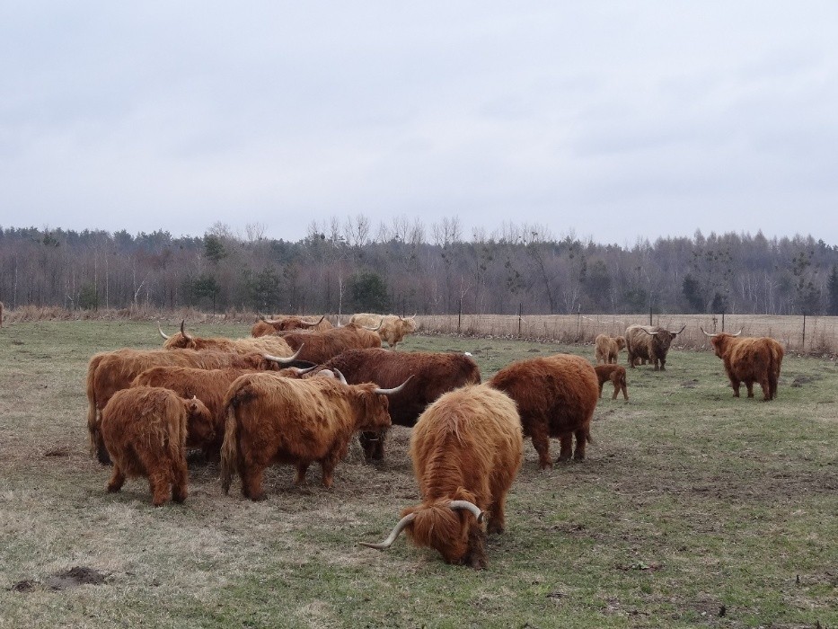 Highland Cattle Szkockie Górskie stado 14 matek, 2 byki zarodowe — zdjęcie 1