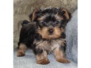Yorkshire Terrier Szczenięta na nowy dom