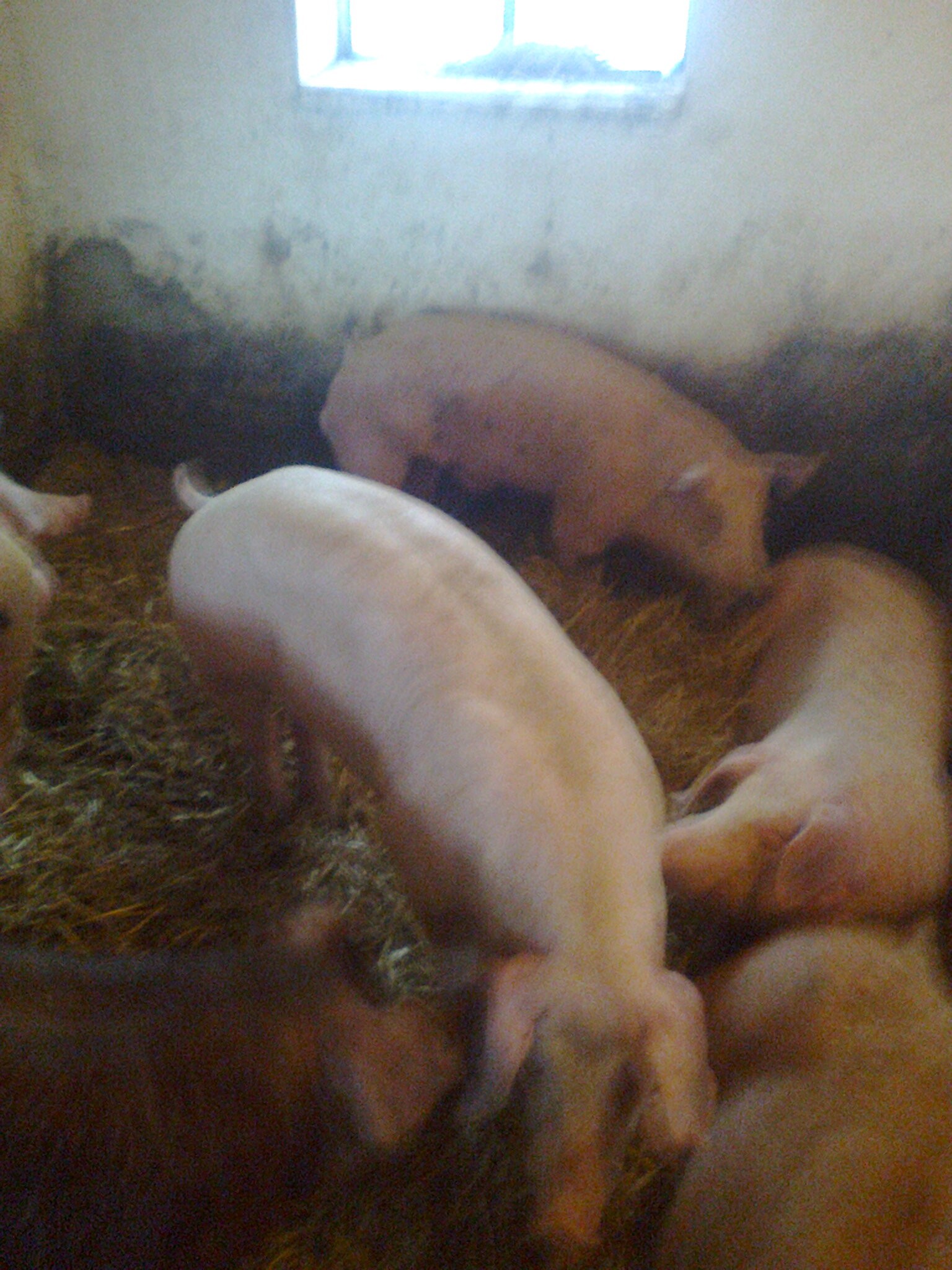 loszki knurki pbz duroc duroc/pietren — zdjęcie 4