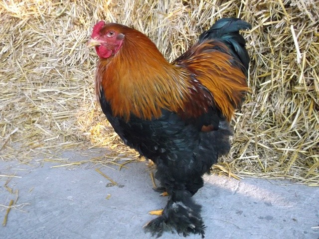 Brahma kuropatwiana brahmy drób jajka jaja kurczaki kura  — zdjęcie 6
