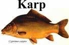 Karp handlowy