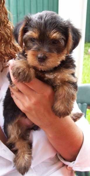 Yorshire terrier szczenięta za darmo