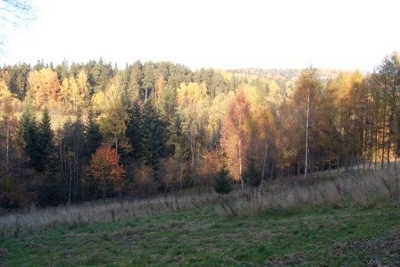 Naprawa 42ar działka (budowlana) — zdjęcie 3