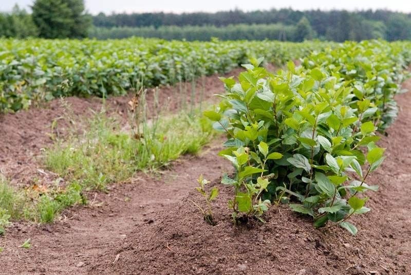 Sadzonki aronii, aronia — zdjęcie 2