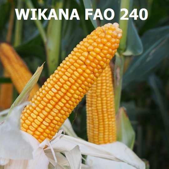 Sprzedam kwalifikowany materiał siewny - kukurydza, zboża jare- super  — zdjęcie 1
