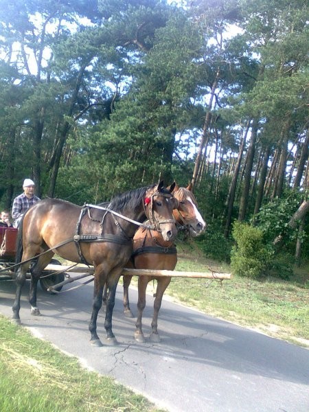 Sprzedam klacz