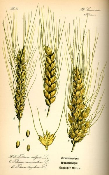 pszenica orkisz, materiał siewny