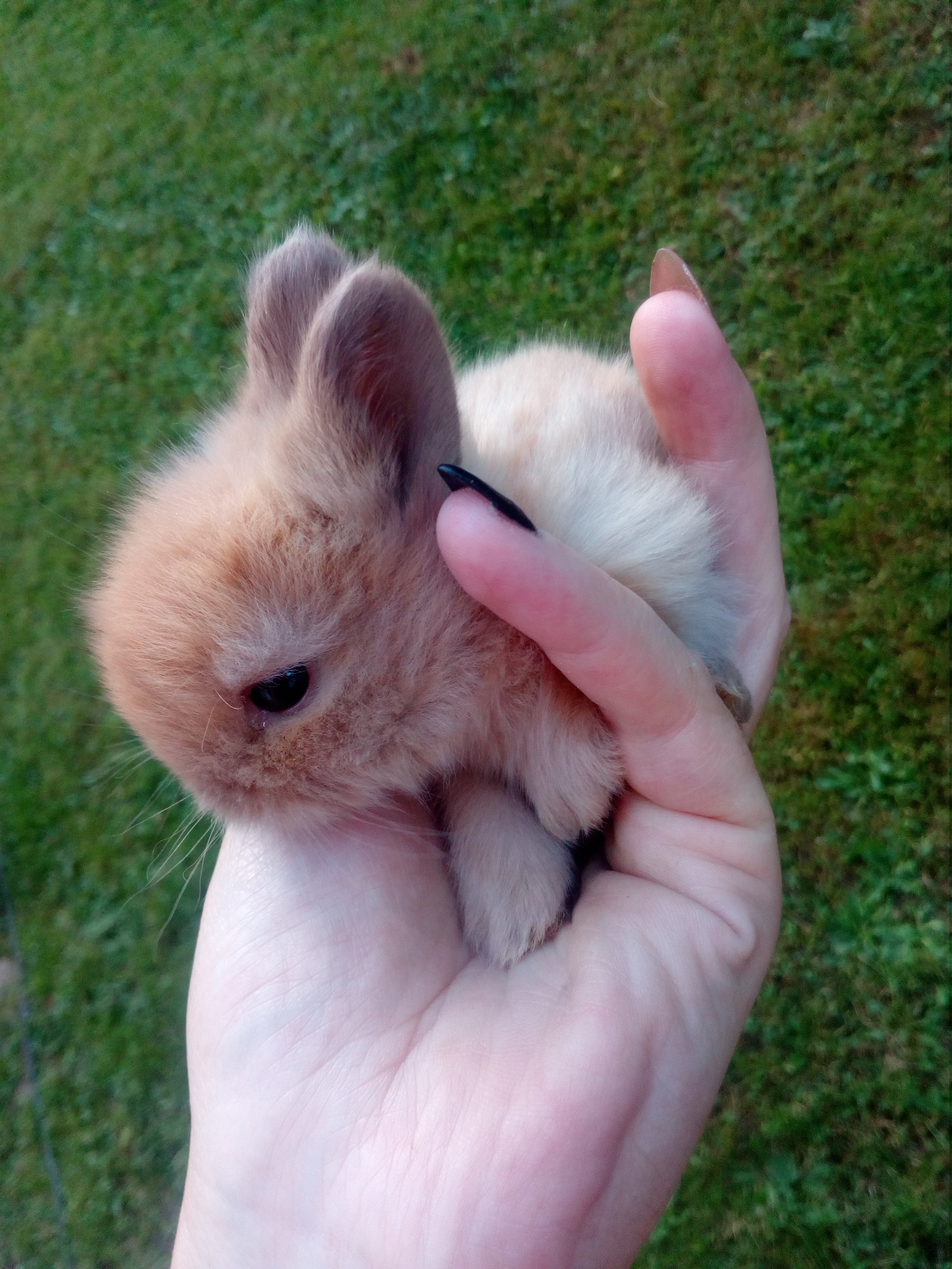 Króliki karzełki teddy — zdjęcie 3