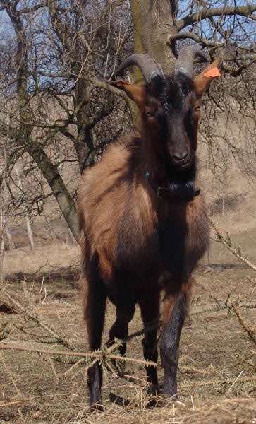 dorodnego capa kozy mlecznej francuska alpejska sp — zdjęcie 2