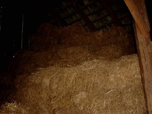Sprzedam siano 3zł kostka ok 1000sztuk zeszłoroczn — zdjęcie 1
