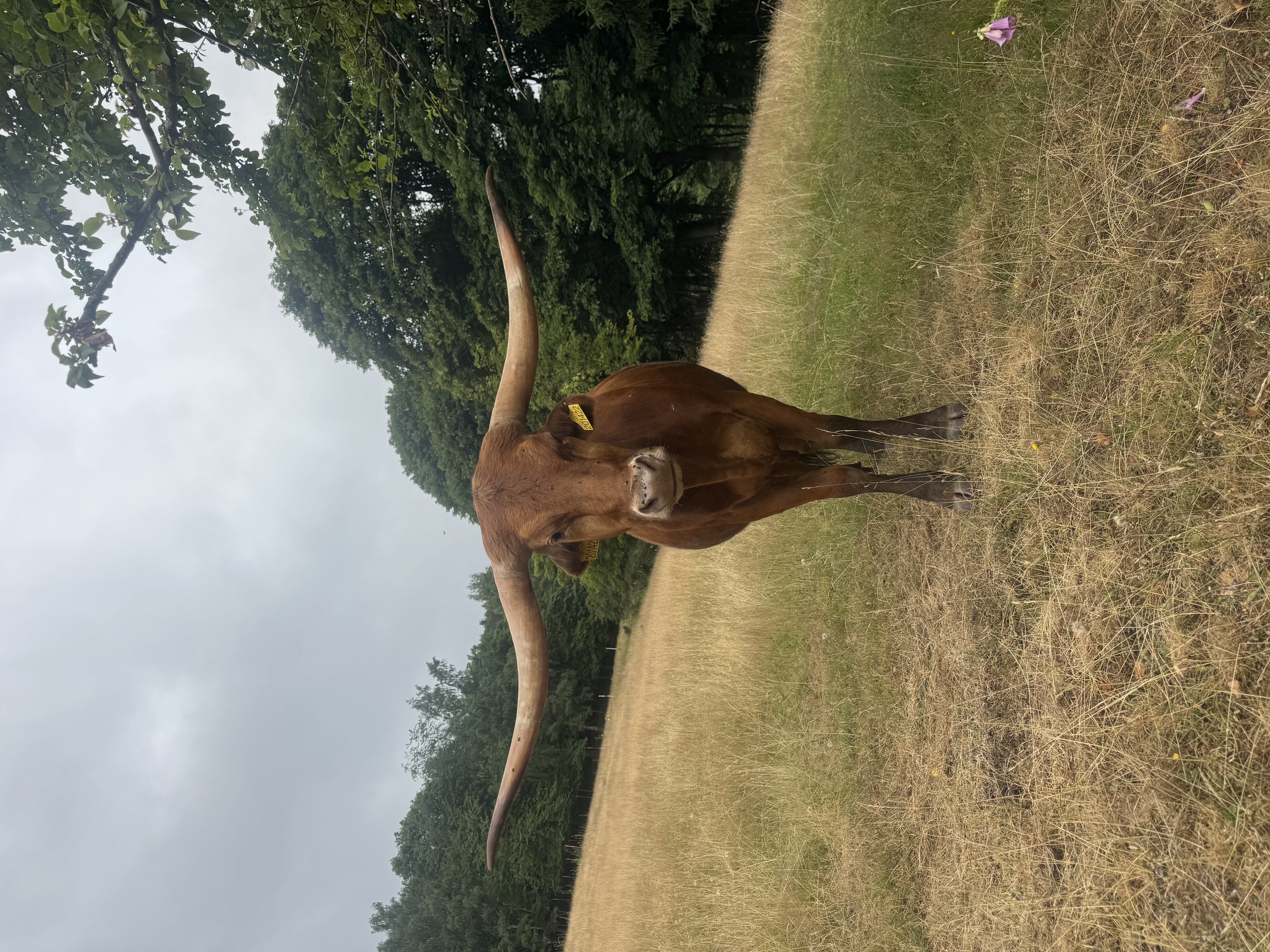 Texas longhorn for sale — zdjęcie 5