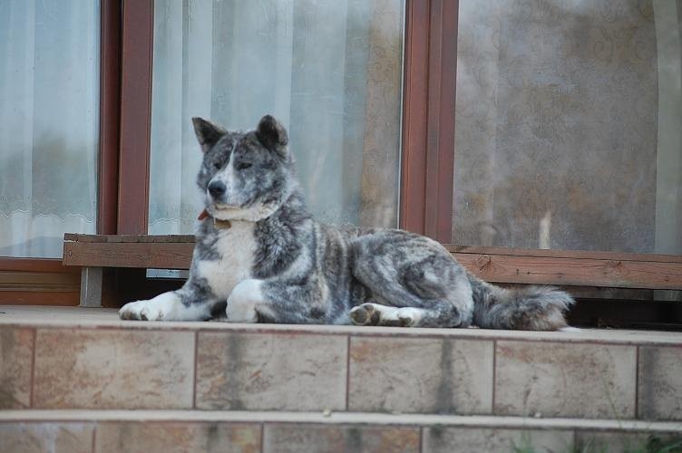 Akita Inu domowa hodowla Mała Yakkuza — zdjęcie 2
