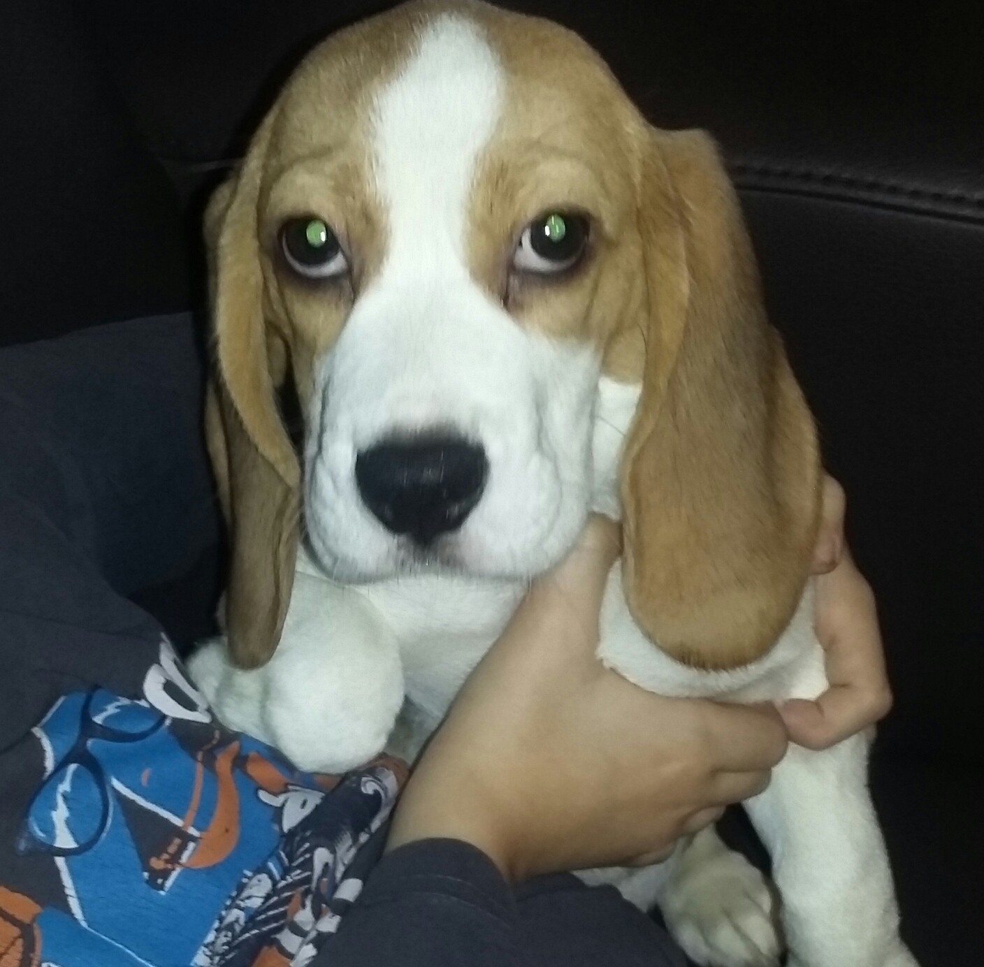 Beagle z rodowodem ZKwP/FCI — zdjęcie 1