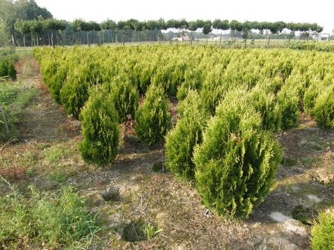 Tuje na żywopłoty - szkółka Betula — zdjęcie 2