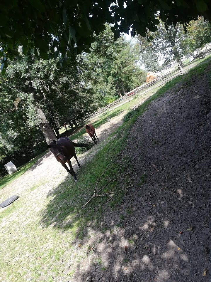 Klacz Huculska ze źrebięciem — zdjęcie 1