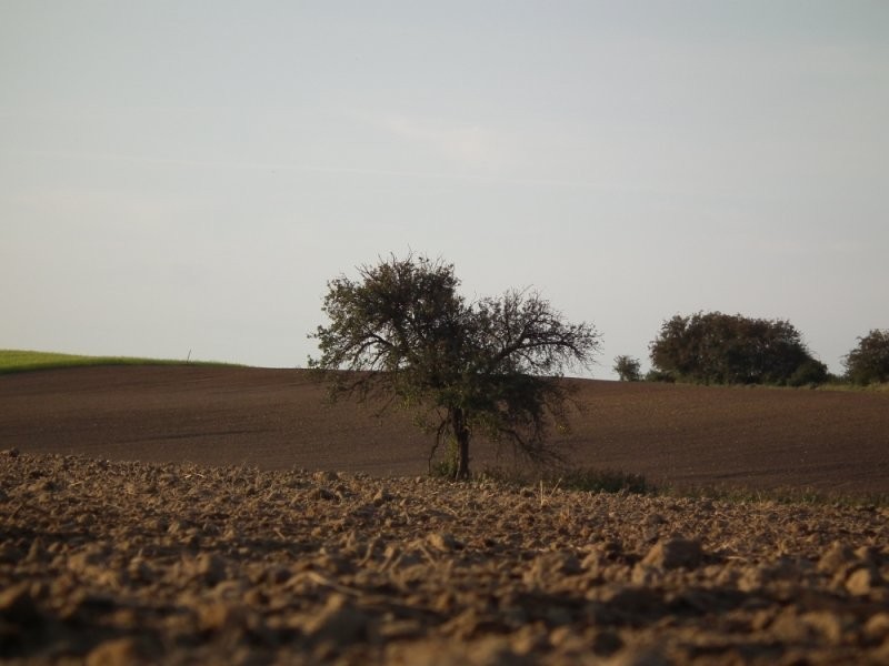 Sprzedam ziemie rolna