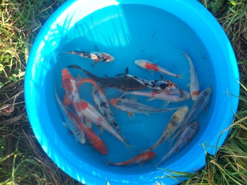 KARP KOI KARAŚ KOLOROWY JESIOTR DOWÓZ CAŁA POLSKA — zdjęcie 2