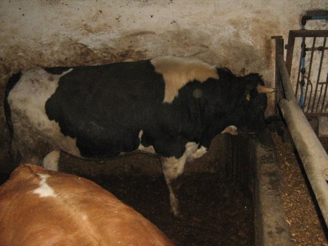 sprzedam byki mięsne w wadze ok 750 kg — zdjęcie 3
