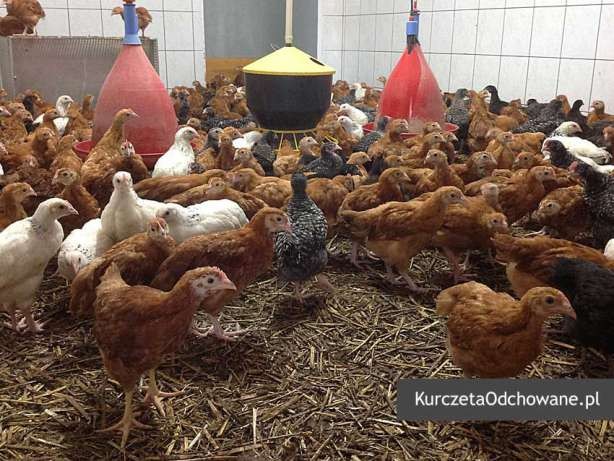 Kurczęta odchowane kury kokoszki Świętokrzyskie Starachowice Mirzec  — zdjęcie 6