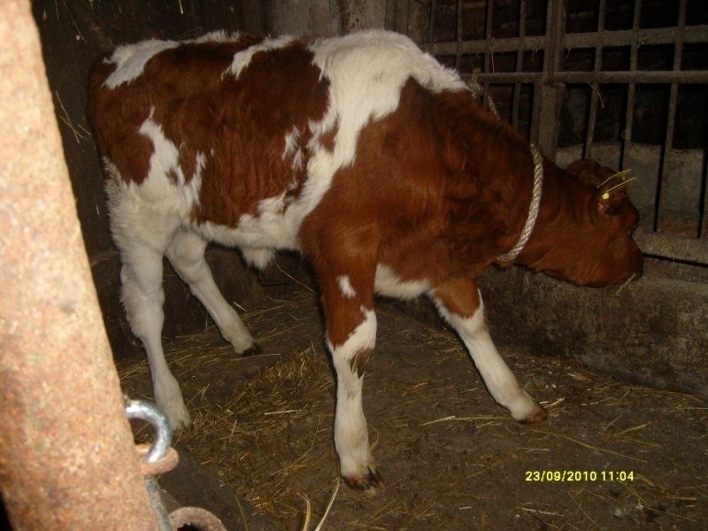 JAŁÓWKA DO CHOWU — zdjęcie 1