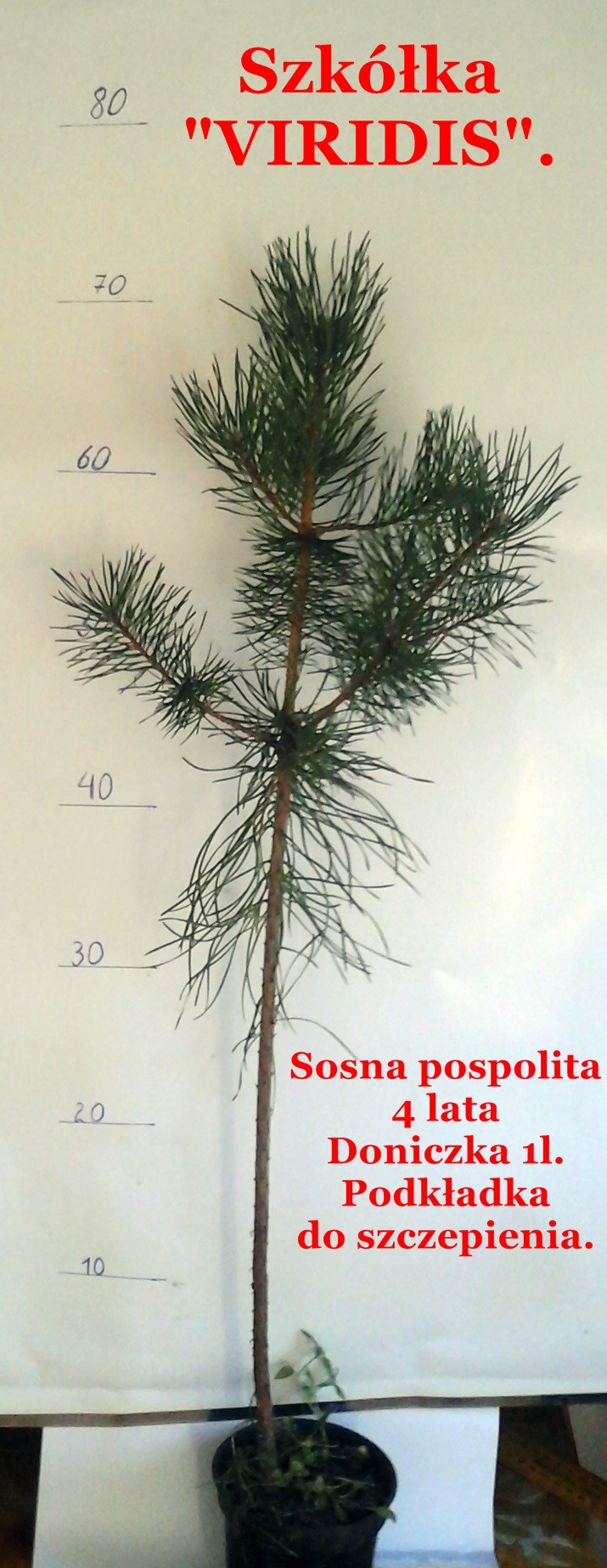 Sadzonki sosna - podkładka do szczepień