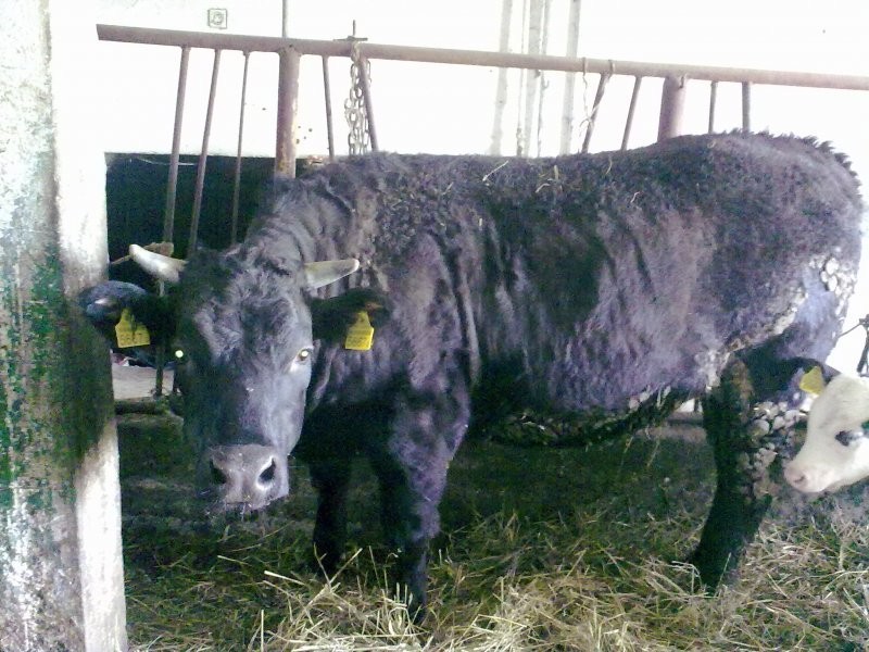 sprzedam 2 duże byki od 600-700kg !!!! — zdjęcie 1