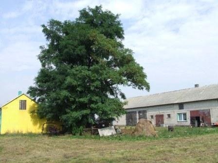 Sprzedam Gospodarstwo — zdjęcie 3