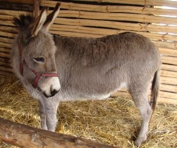 Sprzedam Oślicę, Osła Nubijskiego, Klacze źrebne. — zdjęcie 1