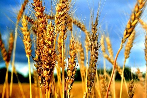 WEIZEN  FOB Black Sea