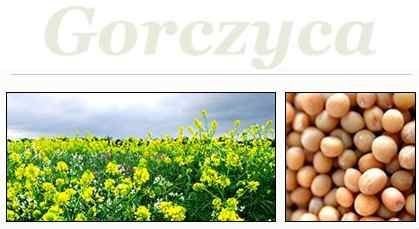 Sprzedam gorczycę