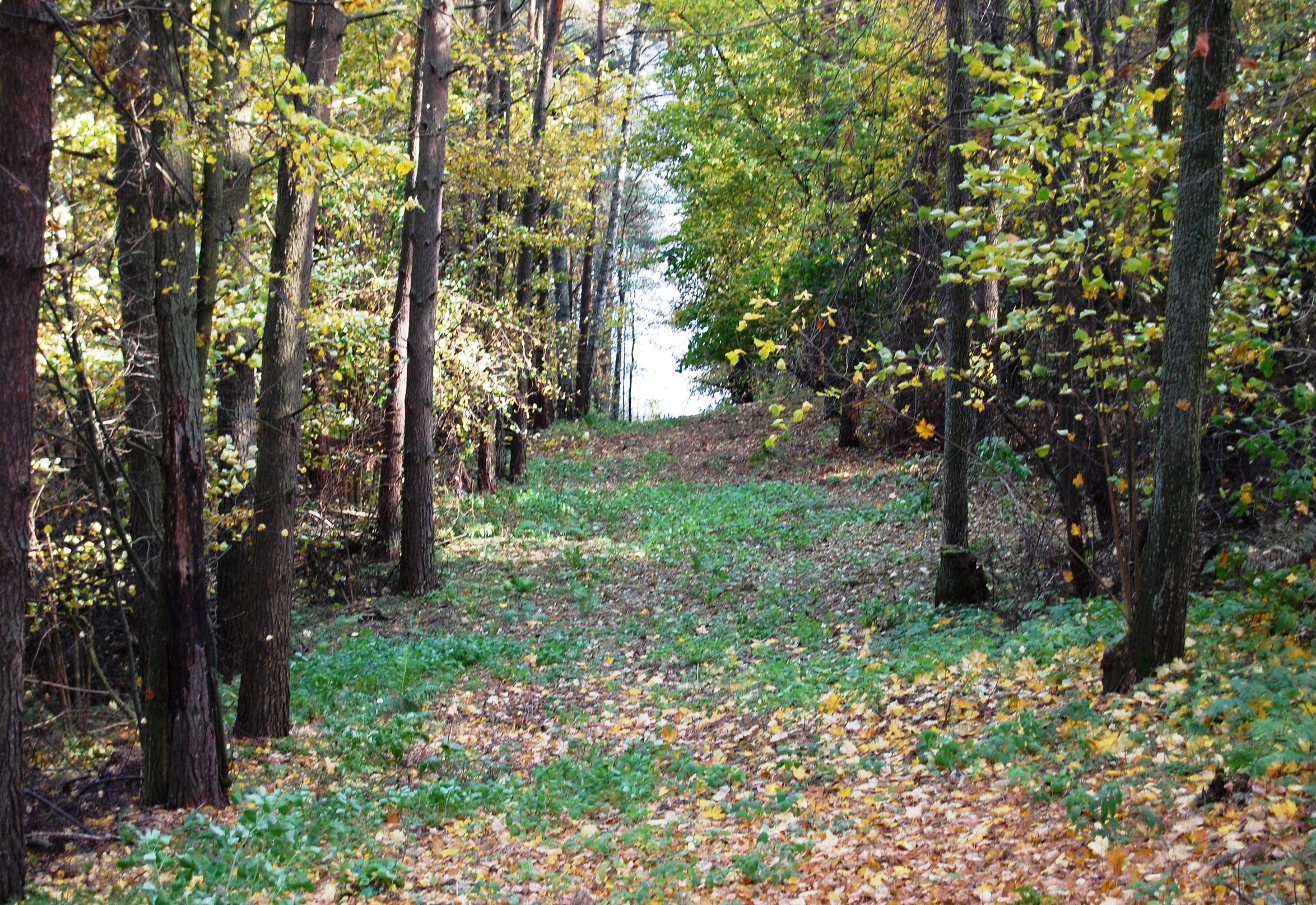 8,43 ha grunty inwestycyjne ( kopalniane ) OKAZJA CENOWA — zdjęcie 3