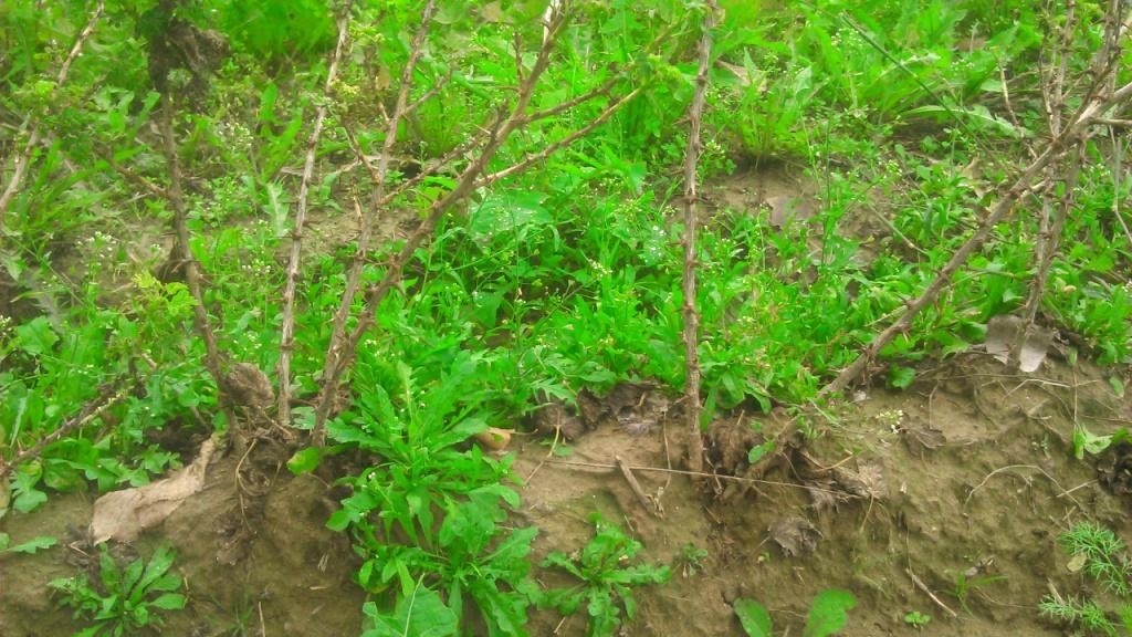 Sprzedam sadzonki agrestu Biały Triumf — zdjęcie 2