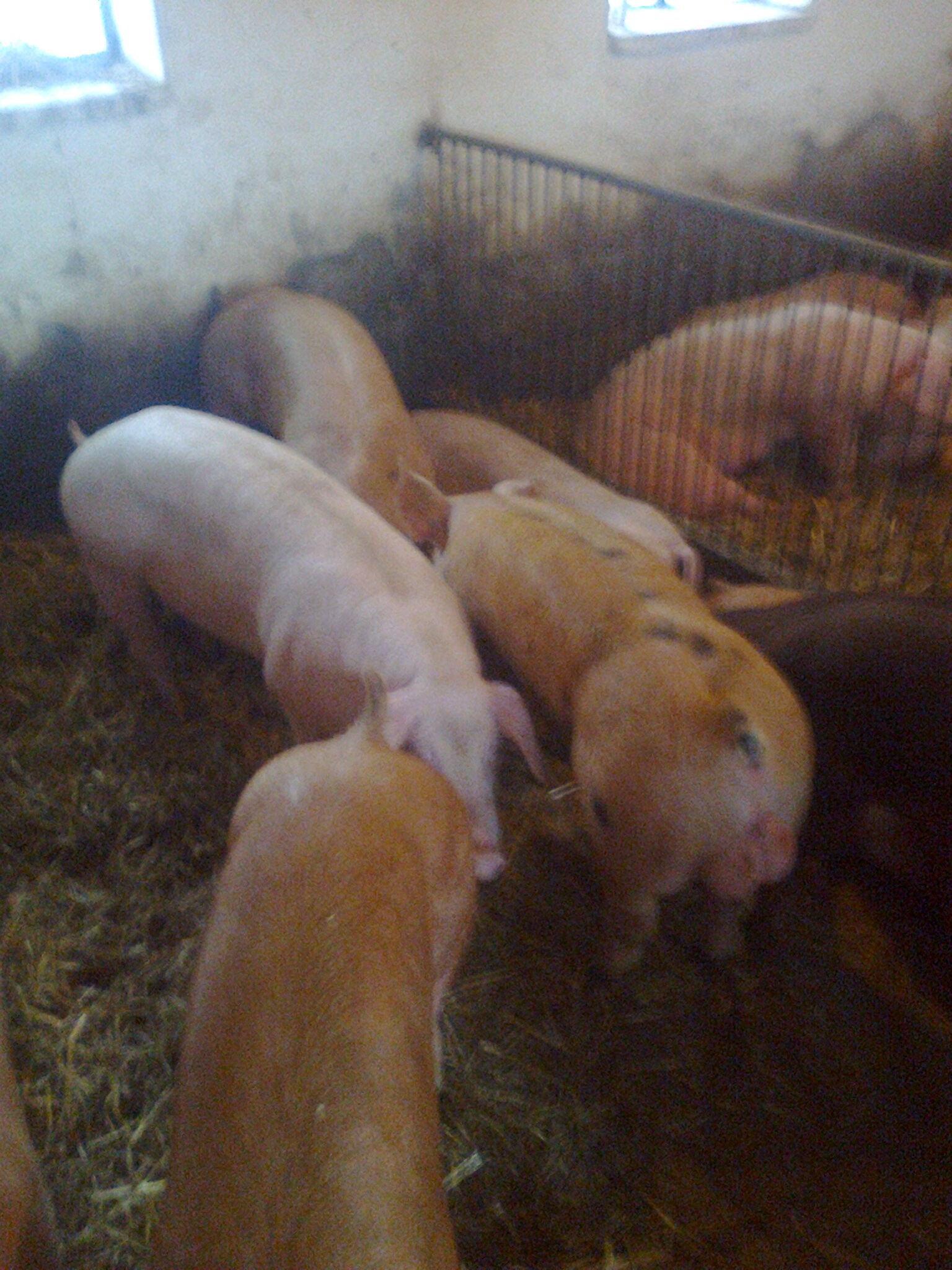 loszki knurki pbz duroc duroc/pietren — zdjęcie 3