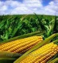 Corn from Ukraine to sell