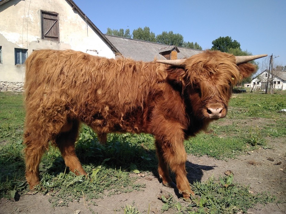 Byk Highland Cattle Szkockie Górskie Rozpłodowy Półtusza Wołowina — zdjęcie 4
