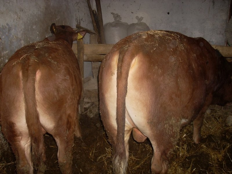 Sprzedam BYKI! Na EXPORT lub do DALSZEJ HODOWLI! — zdjęcie 2
